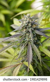 close up of cannabis strain Sugar Mama flowering