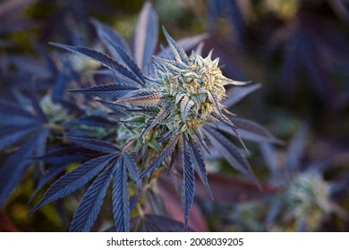 close up of cannabis strain Wedding Cake flowering