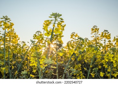 Close Up Of Canola Fields With Sun Shining Behind The Field.