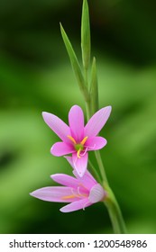 Close Up Of A Cape Bugle Lily (watsonia Borbonica) Flowers In Bloom