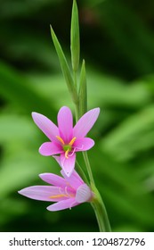 Close Up Of A Cape Bugle Lily (watsonia Borbonica) Flowers In Bloom