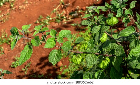 2,751 Peruvian cherries Images, Stock Photos & Vectors | Shutterstock