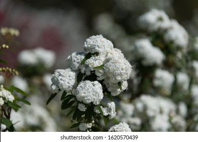 Close Up Of Cape May Or May Bush Plant White Flowers. Blooming Reeves Spiraea Nature Background 