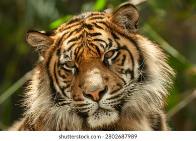 Close up of captive Sumartrin Tiger