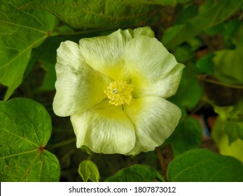 Close Up Capture Of Cotton Plant Flowers.White Cotton Flower Blooming On Cotton Plant.With Selective Focus On Subject.