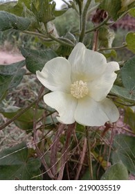 Close Up Capture Of Cotton Plant Flower.White Cotton Flower Blooming On Cotton Plant.