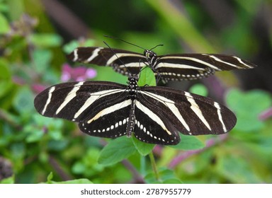 A close up captures two Zebra Longwing butterflies perched on green leaves, showcasing their distinctive black and white striped wings in nature.