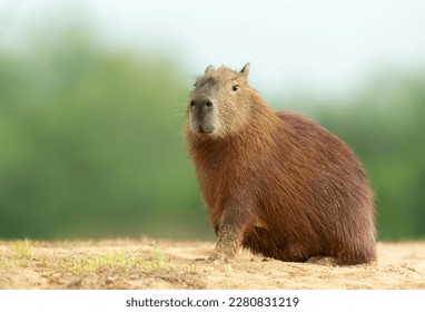Close up of Capybara against green background sitting on a sandy river bank, North Pantanal, Brazil. - Shutterstock ID 2280831219
