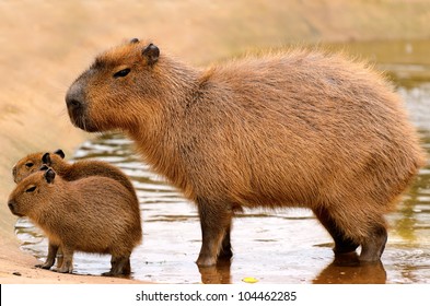 Baby Capybara Images Stock Photos Vectors Shutterstock