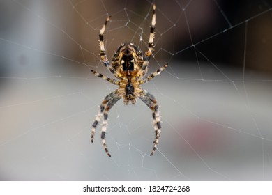 A Close Up Of A Cardinal Spider In It's Web In A House In The UK