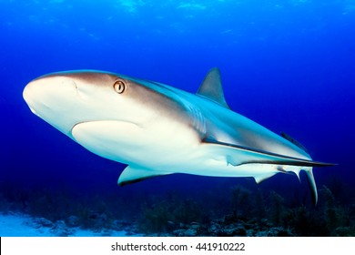 Close up Caribbean Reef Shark in the Bahamas