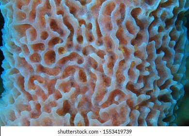 45 Porifera structure Images, Stock Photos & Vectors | Shutterstock