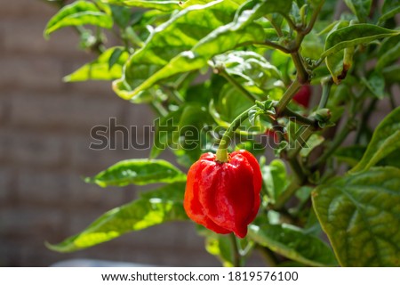 Close up of Carolina Reaper in home garden, is currently the hottest pepper in the world, Ripe Carolina Reaper.Red chilis.Harvest,Italy organic garden with nature light.