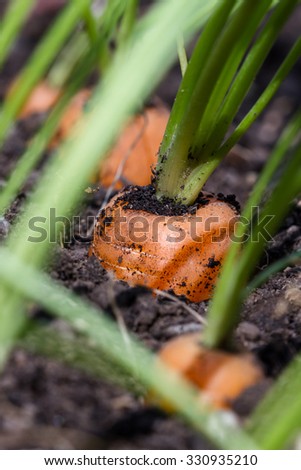 Similar – Image, Stock Photo Carrots from small organic farm. Kid farmer hold carrots