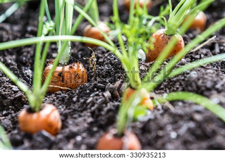 Similar – Image, Stock Photo Carrots from small organic farm. Kid farmer hold carrots