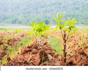 Close Up Cassava Manioc Plant In Farmland.