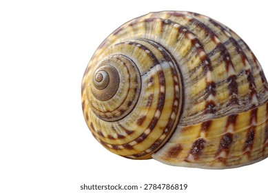 close up of a cassis cornuta shell also know
