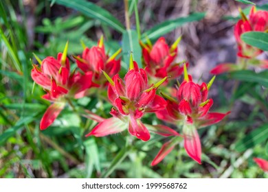 A Close Up Of Castilleja Indicia