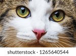 close up cat