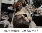 close up of a cat