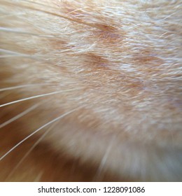Close up cat