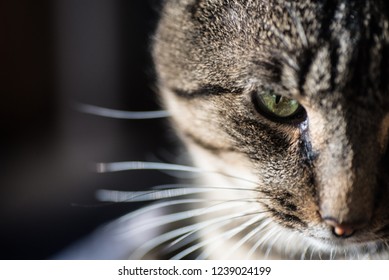 Close up of a cat.