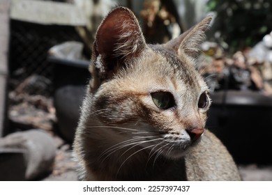 close up of a cat