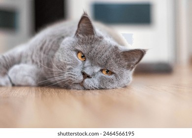close up of a cat
