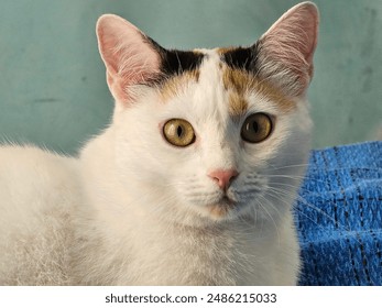 Close up of a cat