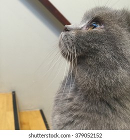 close up to cat