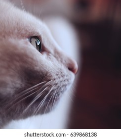 close up of a cat 