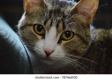 Close up of a cat