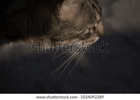 Similar – Image, Stock Photo Cat in the bush Bushes