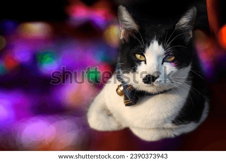 Close up cat beautiful with multi color blur background and blurry bokeh.