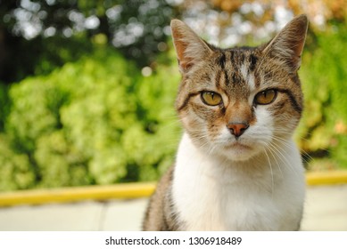 A Close Up Of A Cat, With A Blurred Background, Looking Unamused. 