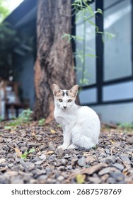 Close up a cat with blurry background