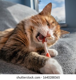 Close Up Cat Chewing On Toothbrush. Concept For Dental Health Month In February. Cat With Tooth Brush In Mouth. Cats Teeth Are Visible Including Fangs Or Canine Teeth. Bokeh Background