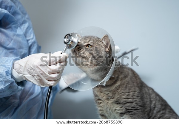 Close up of cat with an Elizabethan veterinary\
collar on veterinary examination table. Woman doctor in medical\
uniform with white gloves examines cat. Pet care concept,\
veterinary, healthy\
animals.