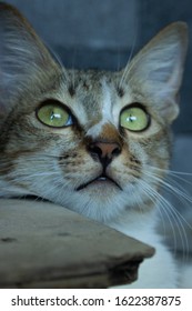 close up cat expression with good angle. 