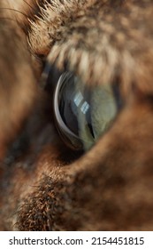 Close up of a cat eye. Shallow depth of field