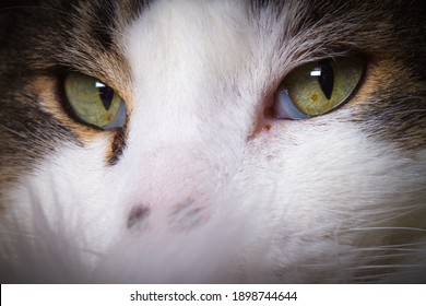 Close Up Of Cat Eyes