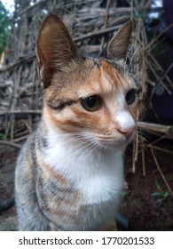 close up of cat face