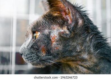 Close up of cat face allergic fungal skin disease , Atypical dermatitis in a domestic cat , bacteria infections animal