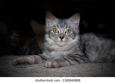 close up cat of face background.