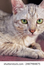 Close up the cat face stare at camera, close up and vertical image of a gray cat with green eyes.