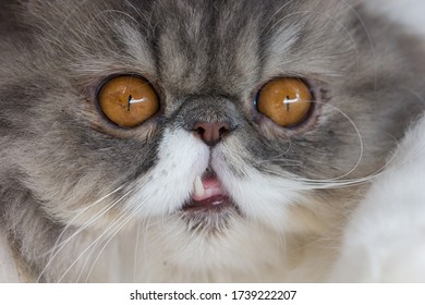 Chat Clin D Oeil 353 Photos Et Images De Stock Shutterstock