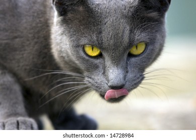 Close Of A Cat Licking Her Face.