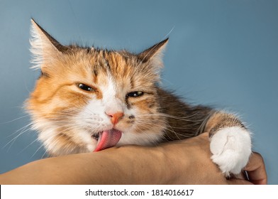 Close Up Of Cat Licking Human Arm. Front View Of Cute Multicolored Fluffy Cat Showing Affection And Social Bond With The Pet Owner. Concept For Social Grooming, Bonding Or How To Stop Licking.