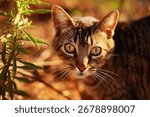 close up of a cat looking up
