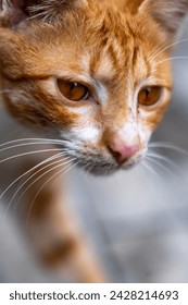 a close up of a cat looking at the camera